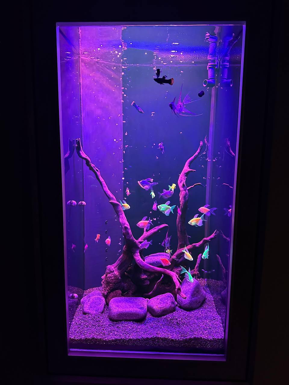 Элегантный встроенный аквариум-картина с флуоресцентными GloFish 70л - фото 6
